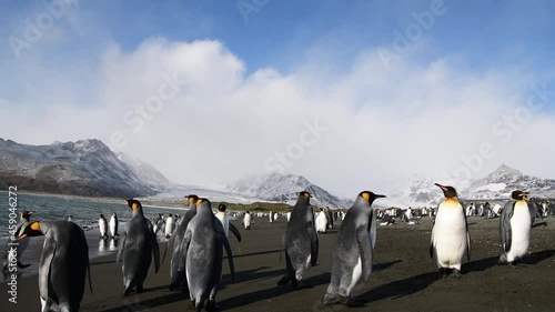 King Penguins on the beach in South Georgia photo