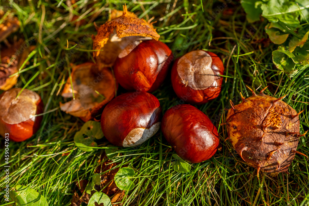 Chestnuts in an open shell lying between autumn grass and fallen leaves. Beautiful autumn macro close-up Chestnuts in an open shell lying between autumn grass and fallen leaves. Beautiful autumn macro close-up