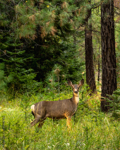 Deer in Forest in Oregon