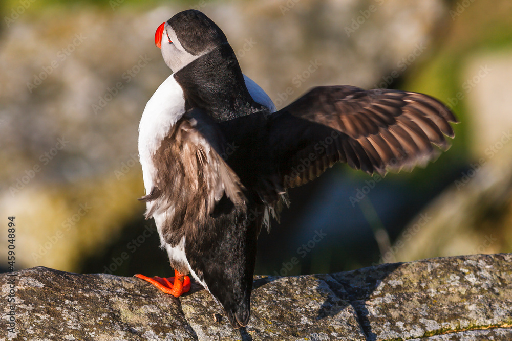 Obraz premium Atlantic Puffin with spread wings