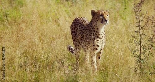 Alert adult cheetah walking at vast grass plain and looking for enemies and prey