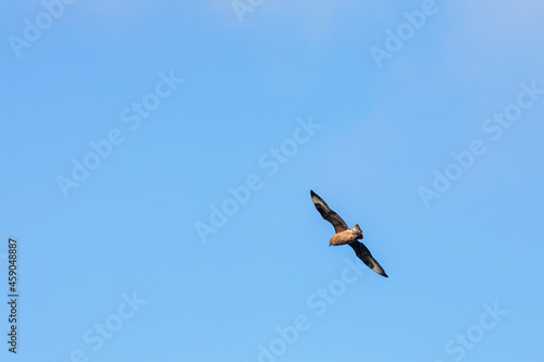 Great skua flying on a blue sky