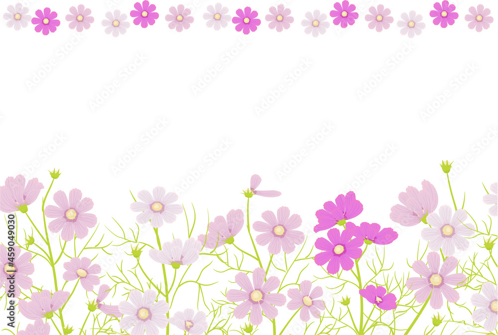 Vector illustration of a cosmos flower garden and border set. Vector illustration of a cosmos flower garden and border set.