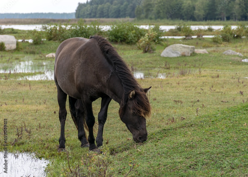 horses grazing on the shore of the lake, the inhabitants of engure nature park are wild animals that are used to visitors, Engure nature park, Latvia horses grazing on the shore of the lake, the inhabitants of engure nature park are wild animals that are used to visitors, Engure nature park, Latvia