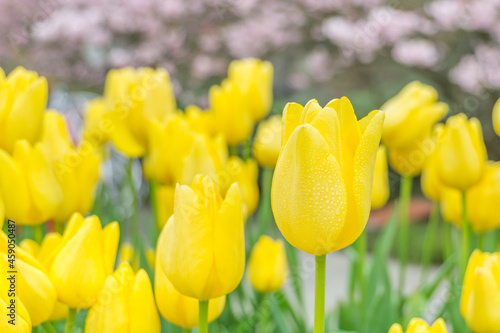 A close-up of tulips in the park