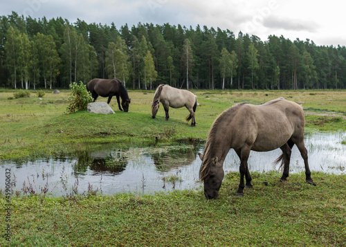 horses grazing on the shore of the lake  the inhabitants of engure nature park are wild animals that are used to visitors  Engure nature park  Latvia
