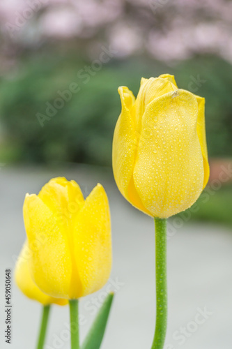 A close-up of tulips in the park