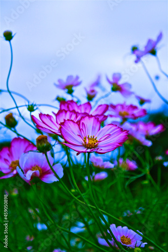 コスモス