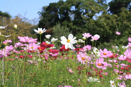 コスモス