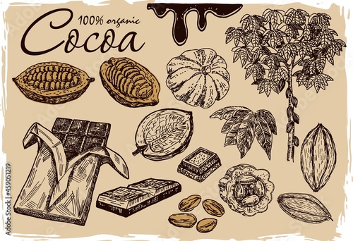 Cocoa beans, cocoa leaves, cocoa branch with fruits of cocoa, chocolate. Elements are isolated. Chocolate ingredient. Organic healthy food sketch. Great for banner, poster, label.