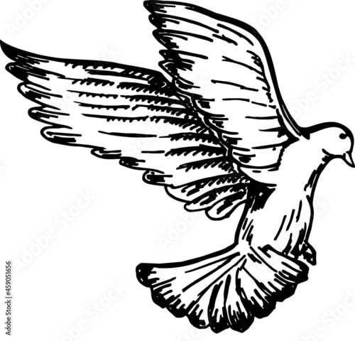 Sketch of pigeon bird flying. Black and white image. Vector sketch of a flying bird. Hand drawn illustration