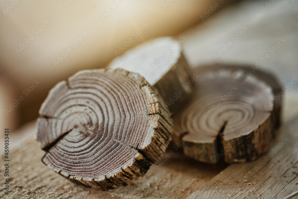 Cross section slices of old dried wooden branches Cross section slices of old dried wooden branches