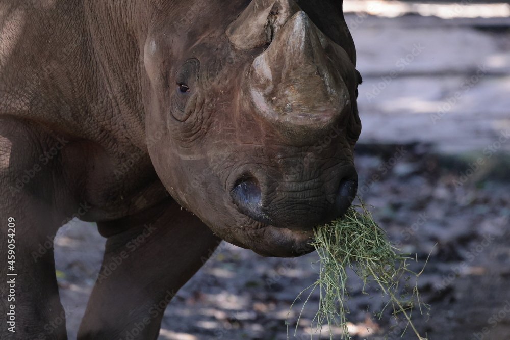 Obraz premium ヒガシクロサイ