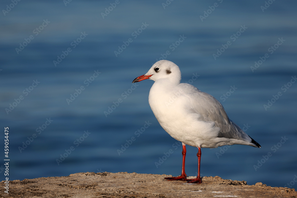 Seagull sits on the shore in the morning Seagull sits on the shore in the morning