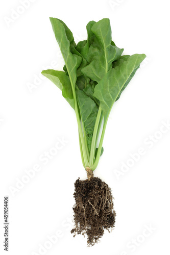 Spinach plant with earth root ball and leaves. Super food for immune boost very high in antioxidants, vitamins and minerals. On white background, top view, flat lay, copy space.