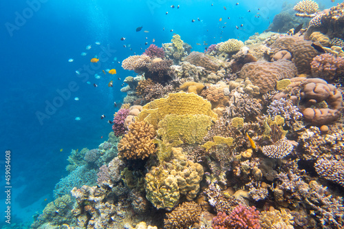 Fototapeta Naklejka Na Ścianę i Meble -  Colorful, picturesque coral reef at the bottom of tropical sea, hard corals and fishes, air bubbles, underwater landscape