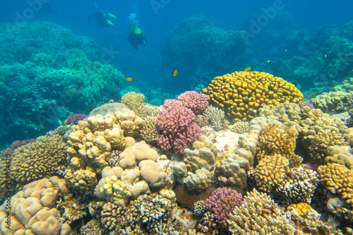 Fototapeta Naklejka Na Ścianę i Meble -  Colorful, picturesque coral reef at the bottom of tropical sea, different types of hard coral, underwater landscape
