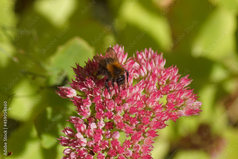 Common carder bee (Bombus pascuorum) family Apidae. On flowers orpine (Hylotelephium telephium), stonecrop family, orpine family (Crassulaceae), Dutch garden. September, Netherlands Common carder bee (Bombus pascuorum) family Apidae. On flowers orpine (Hylotelephium telephium), stonecrop family, orpine family (Crassulaceae), Dutch garden. September, Netherlands