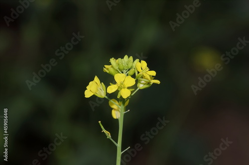 Full fill smelling hybrid mustard plant with fresh organic pure yellow mustard flowers in mustard filed