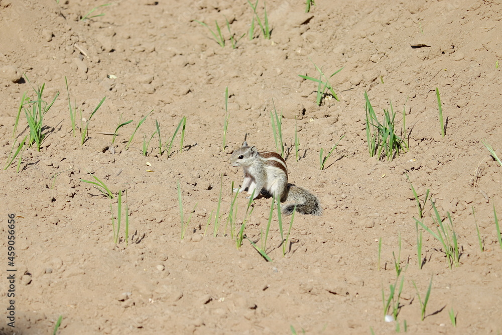 A squirrel eating and destroying wheat crop and sprouts crops in the field A squirrel eating and destroying wheat crop and sprouts crops in the field
