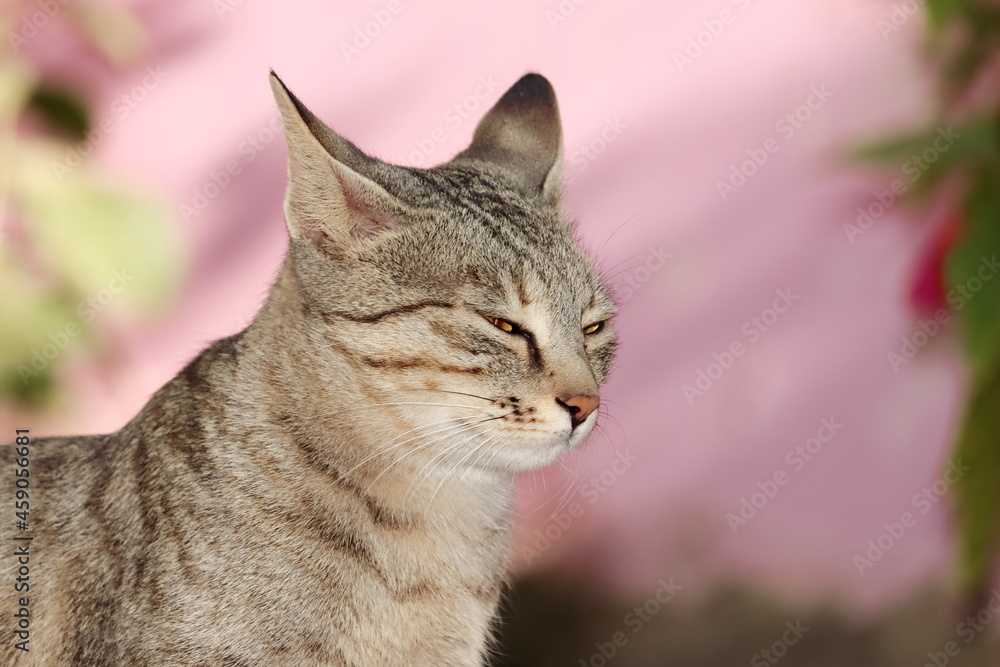 Close up face of a pet tabby cat and a tabby cat posing for sleep