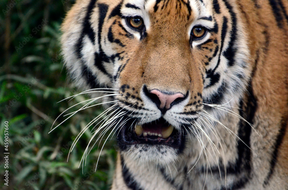 Fototapeta premium 虎