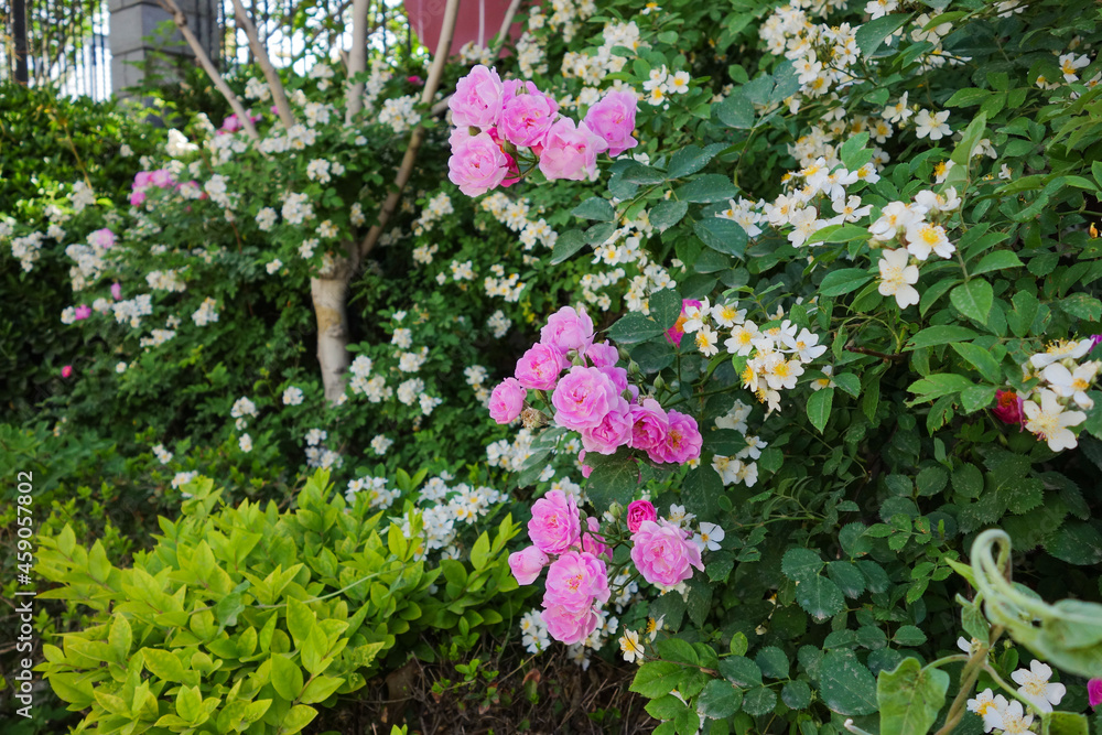 City park with trees and plants and small bridge road background