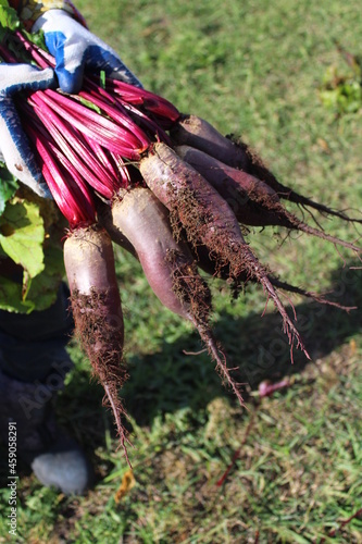 photograph of bunch of beetroot fresh juicy crispy vegetables harvested in autumn close-up in women's hand 