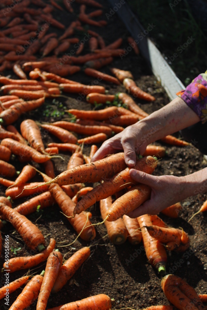 Bunch of carrots in woman's hands