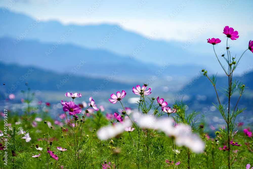 Obraz premium 魚沼の里山と風邪に揺れる秋桜、白地に濃いピンクの縁取りが美しいピコティ