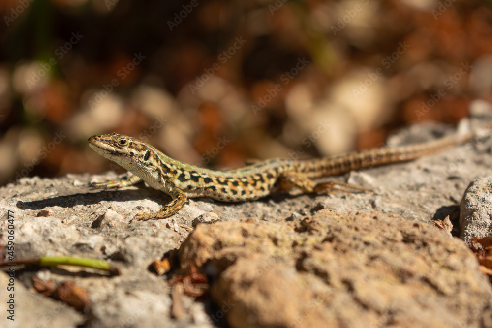 Yellow sand lizard Lacerta agilis sunbathing lying on a rock in Italy Yellow sand lizard Lacerta agilis sunbathing lying on a rock in Italy