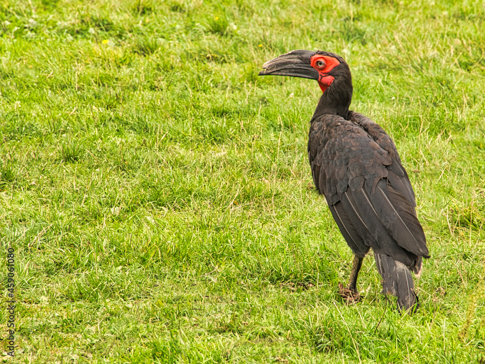 Obraz premium An African horned raven at Marlow Bird Park.