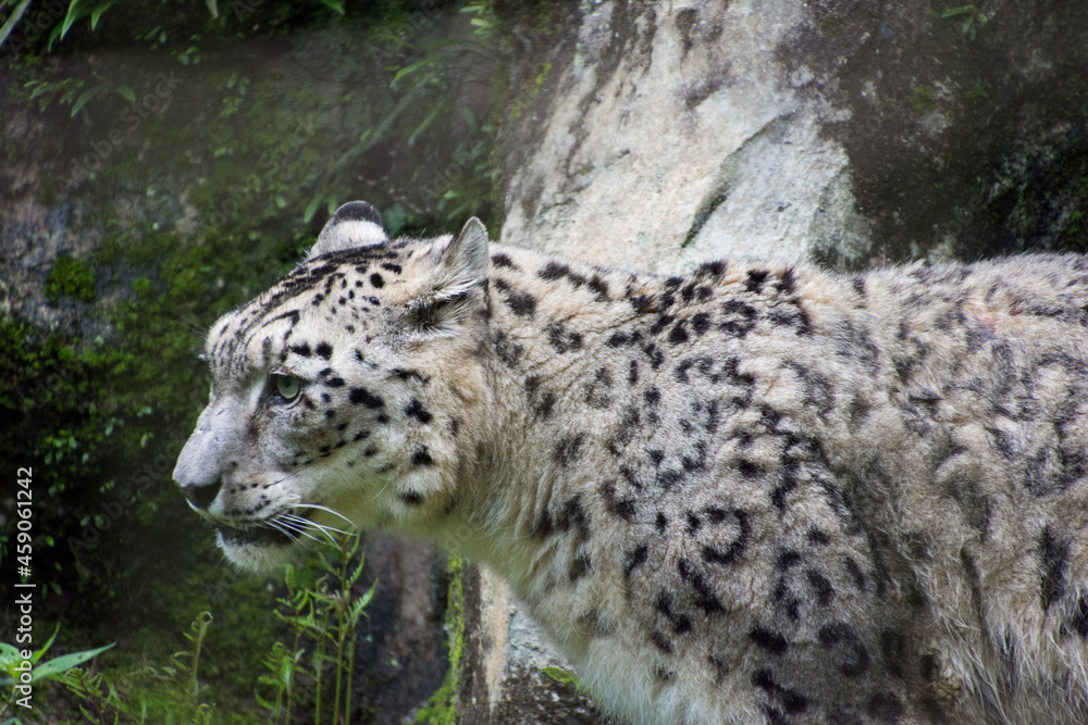 Obraz premium 雪豹