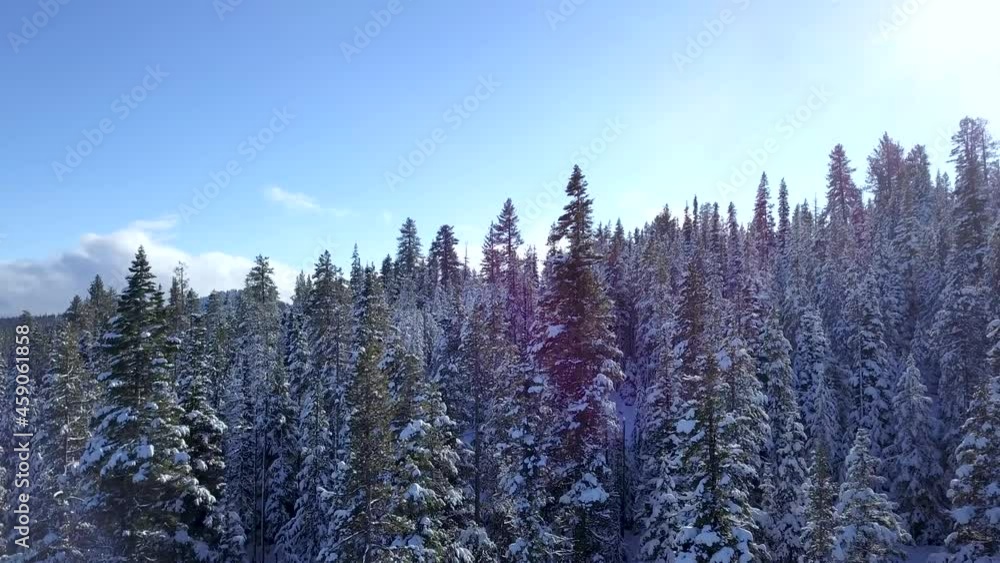 Aerial drone shot of pine tree forest covered in snow during the holiday winter season. Aerial drone shot of pine tree forest covered in snow during the holiday winter season.
