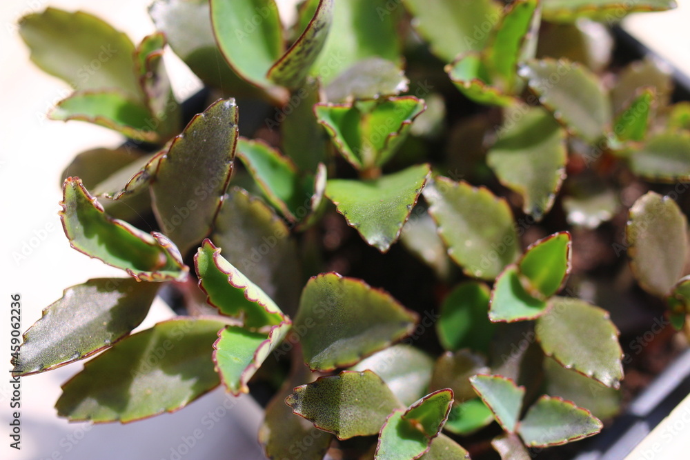 Kalanchoe daigremontiana żyworódka płodnolist Kalanchoe daigremontiana żyworódka płodnolist