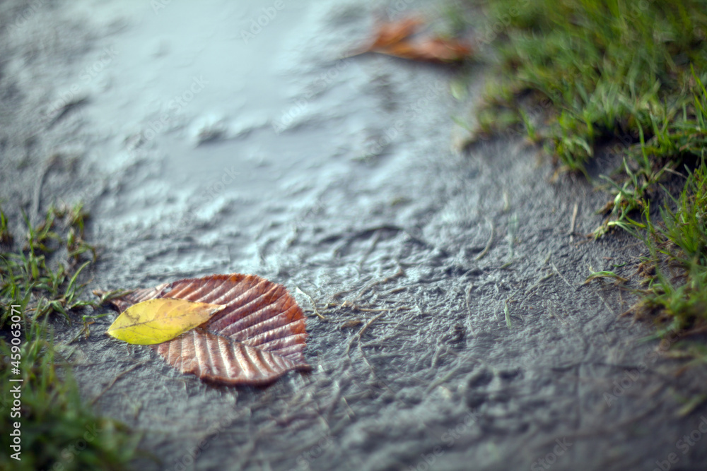 Closeup Yellow autumn leaves lying in a puddle lit by the bright sun on a blurred background. Closeup Yellow autumn leaves lying in a puddle lit by the bright sun on a blurred background.