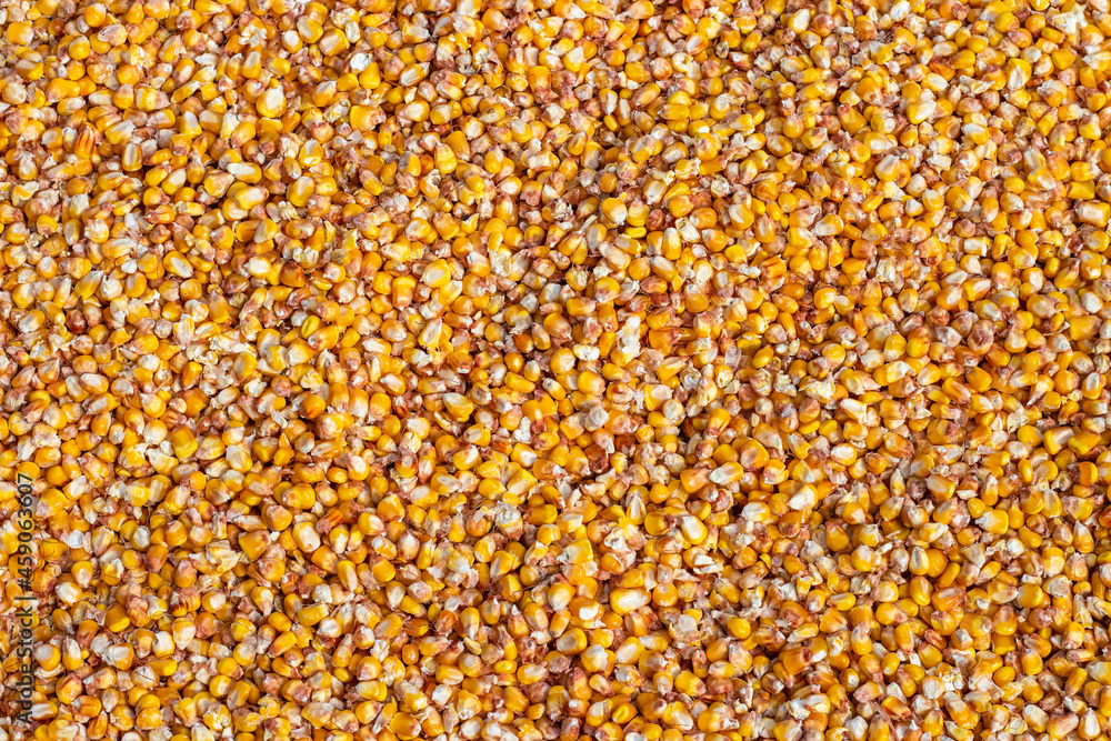 Bulk corn kernels. Peeled yellow corn dried in the sun background. High quality photo Bulk corn kernels. Peeled yellow corn dried in the sun background. High quality photo