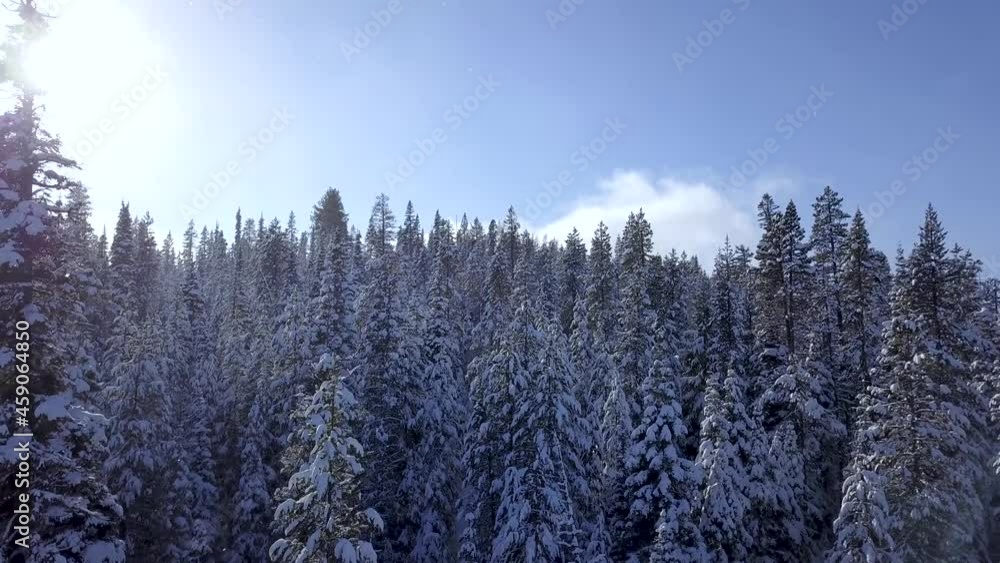 aerial drone flying over forest covered in snow in winter. aerial drone flying over forest covered in snow in winter.