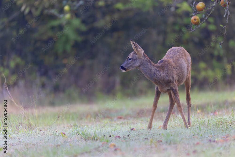 European Roe-Deer Capreolus capreolus in close-up European Roe-Deer Capreolus capreolus in close-up