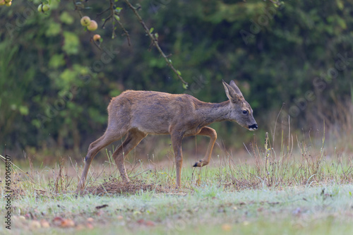 European Roe-Deer Capreolus capreolus in close-up