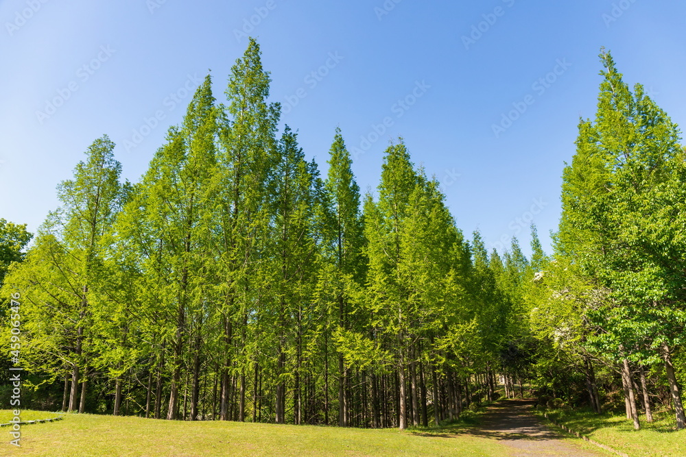 Green Metasequoia forest , kagawa, Shikoku, Japan
Green Metasequoia forest , kagawa, Shikoku, Japan