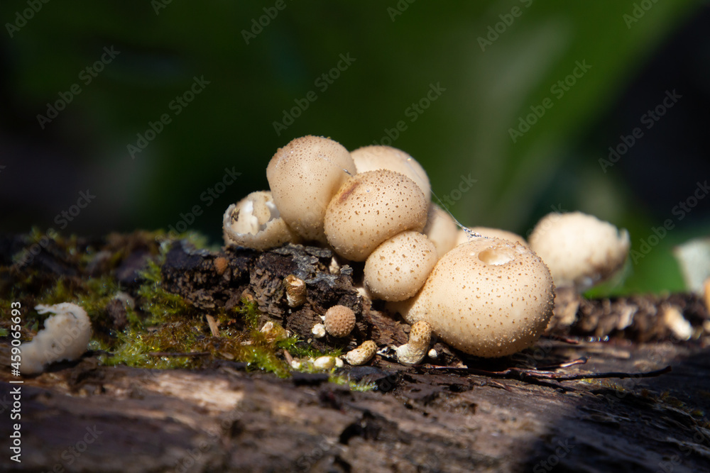 Close up of pear shaped puffball, also called Apioperdon pyriforme Close up of pear shaped puffball, also called Apioperdon pyriforme