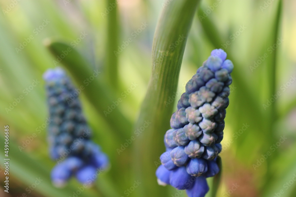 Obraz premium Szafirek Muscari