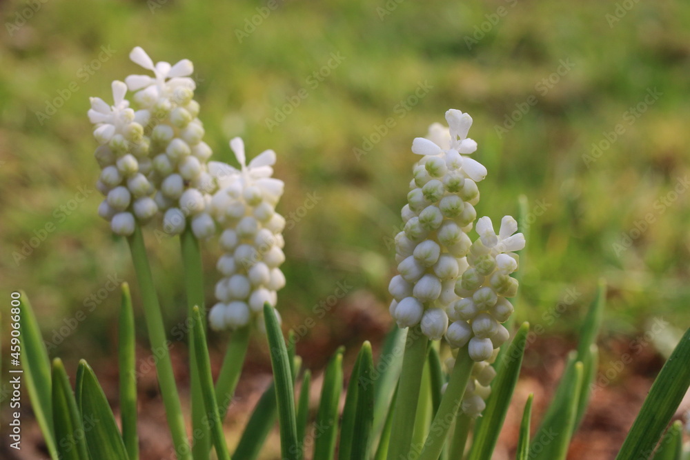 Szafirek Muscari Szafirek Muscari