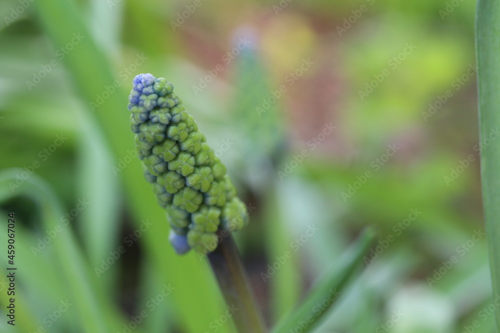 Szafirek Muscari Szafirek Muscari