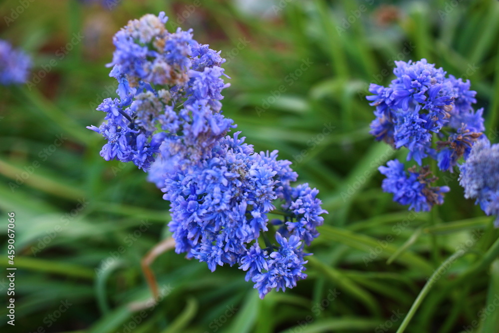 Szafirek Muscari Szafirek Muscari