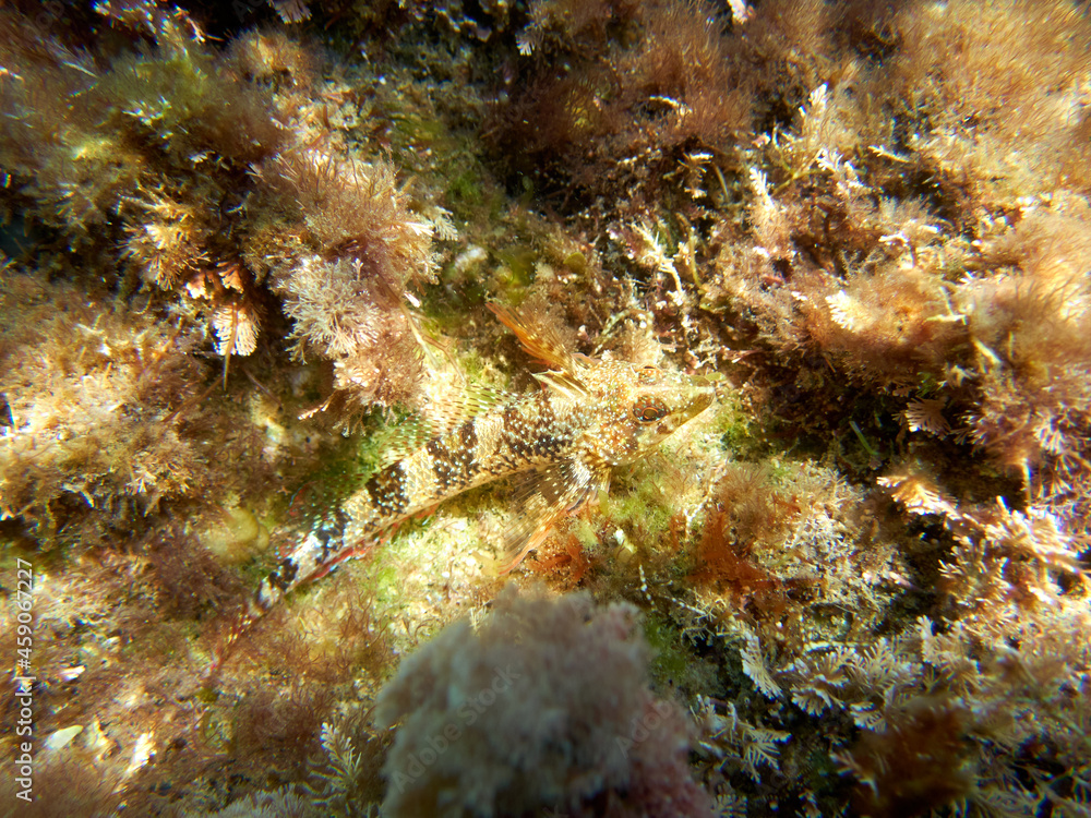 Fish on a rock. It is a blenny that is shallow. Familia Tripterygiidae. Tripterygion tartessicum