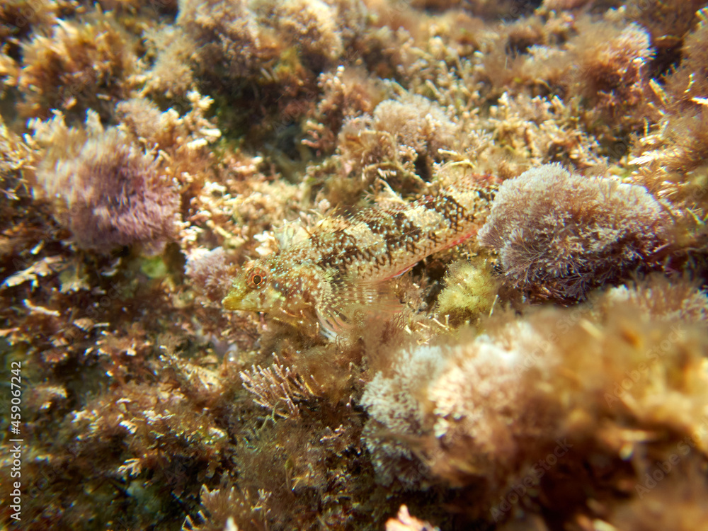 Fish on a rock. It is a blenny that is shallow. Familia Tripterygiidae. Tripterygion tartessicum