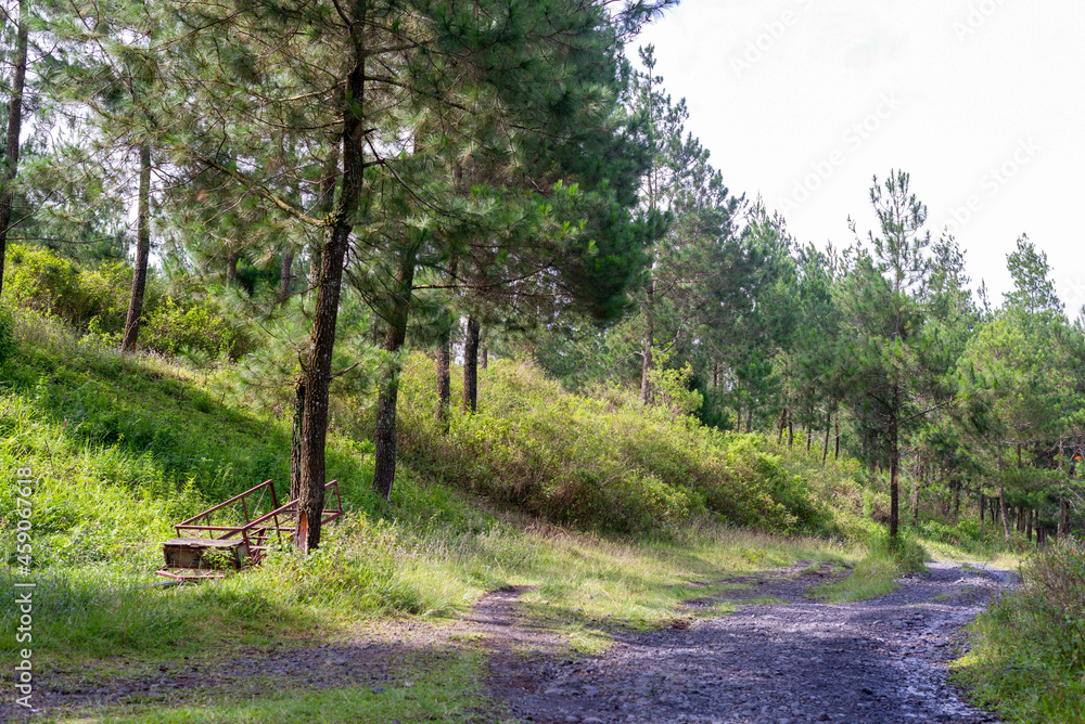 Fototapeta premium Quiet gravel road through the pine forest at sunset in the middle of summer, can be used as background and wallpaper