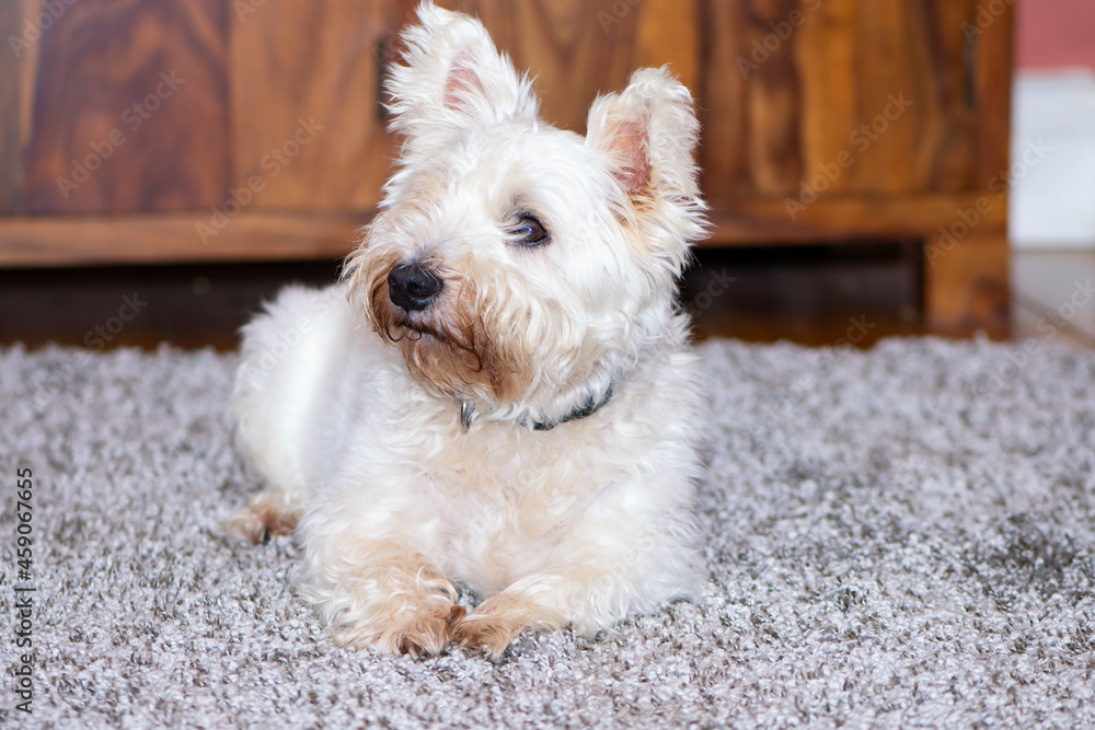 funny dog West Highland Terrier lies on the carpet at home funny dog West Highland Terrier lies on the carpet at home